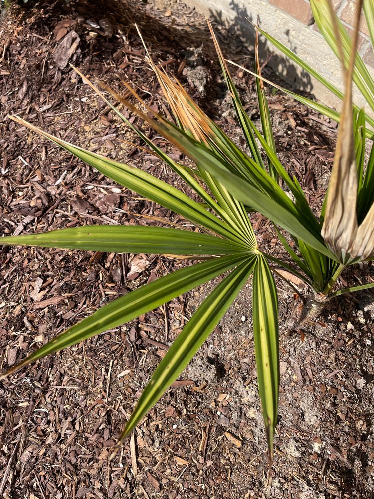 Jane Magnolia Tree - Customer Photo From Khaled