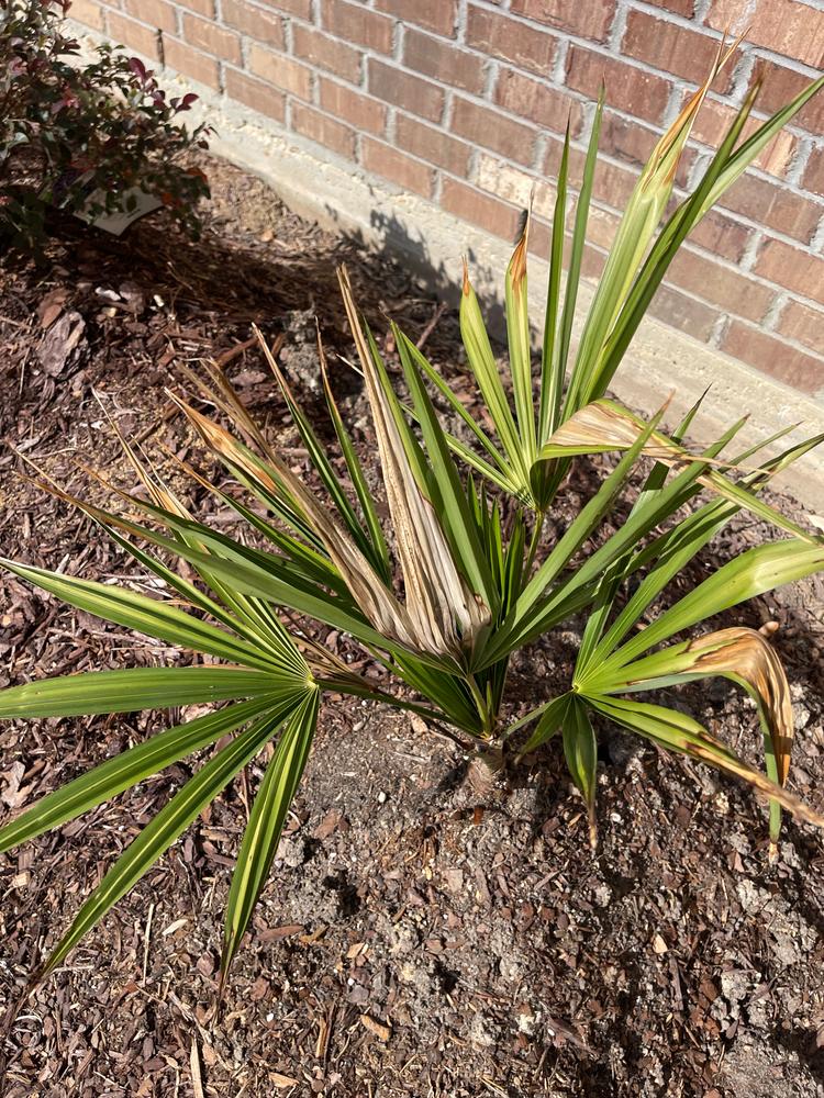 Jane Magnolia Tree - Customer Photo From Khaled