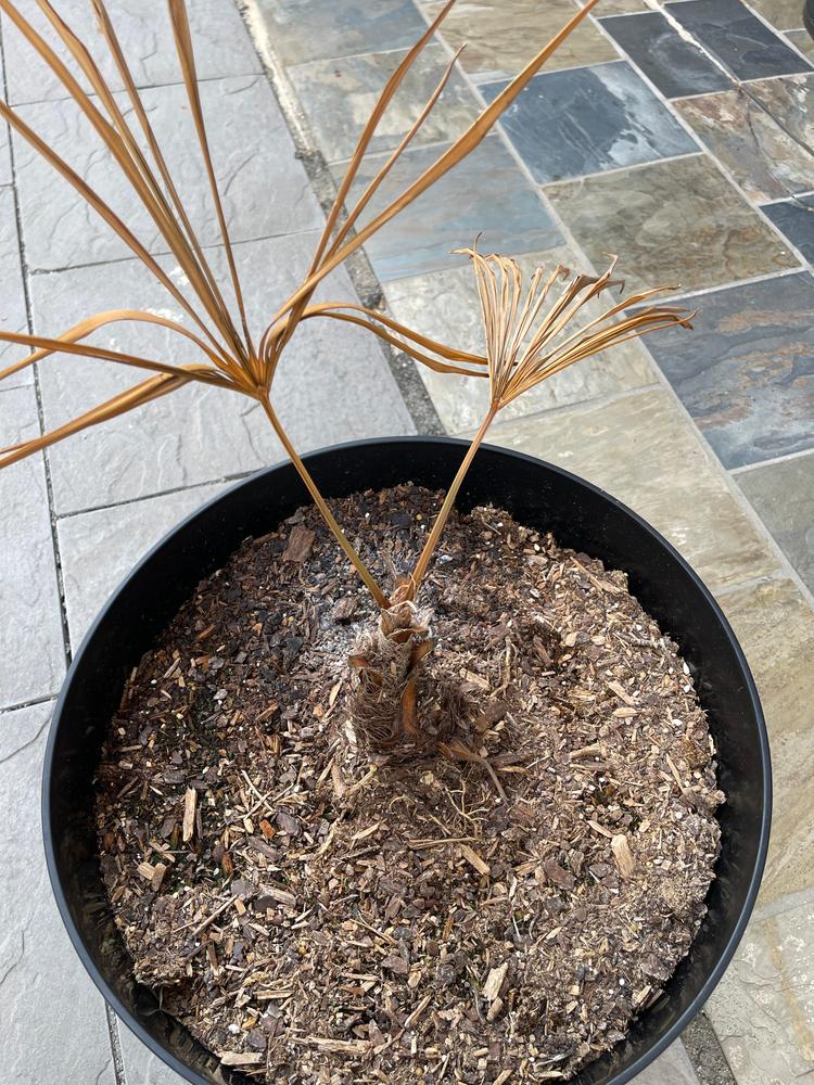 Jane Magnolia Tree - Customer Photo From Khaled