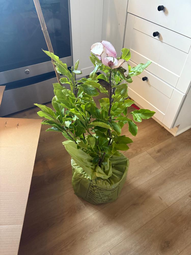 Jane Magnolia Tree - Customer Photo From Caroline