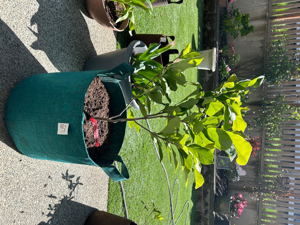 Ann Magnolia Tree - Customer Photo From Alyssa Chen