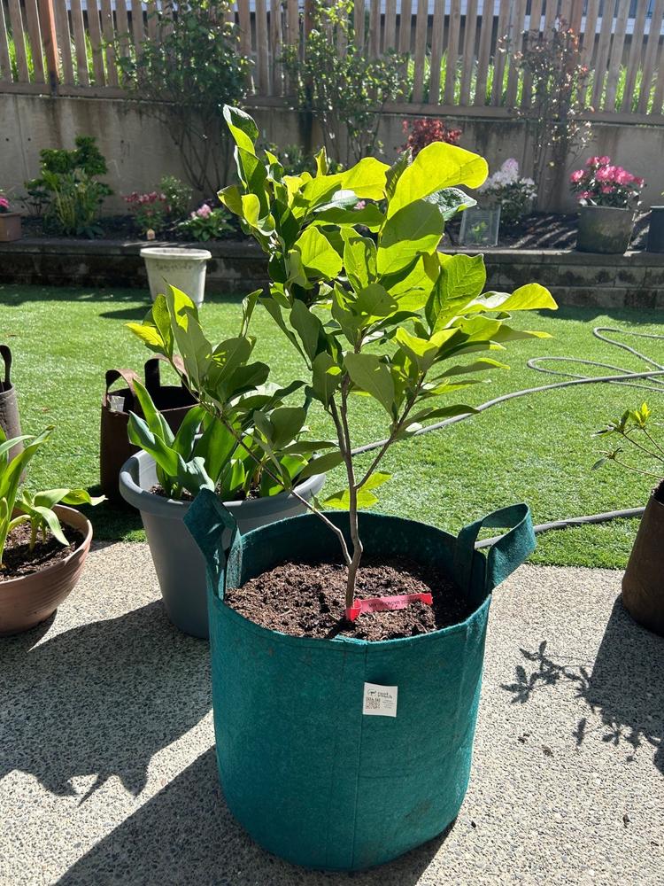 Ann Magnolia Tree - Customer Photo From Alyssa Chen