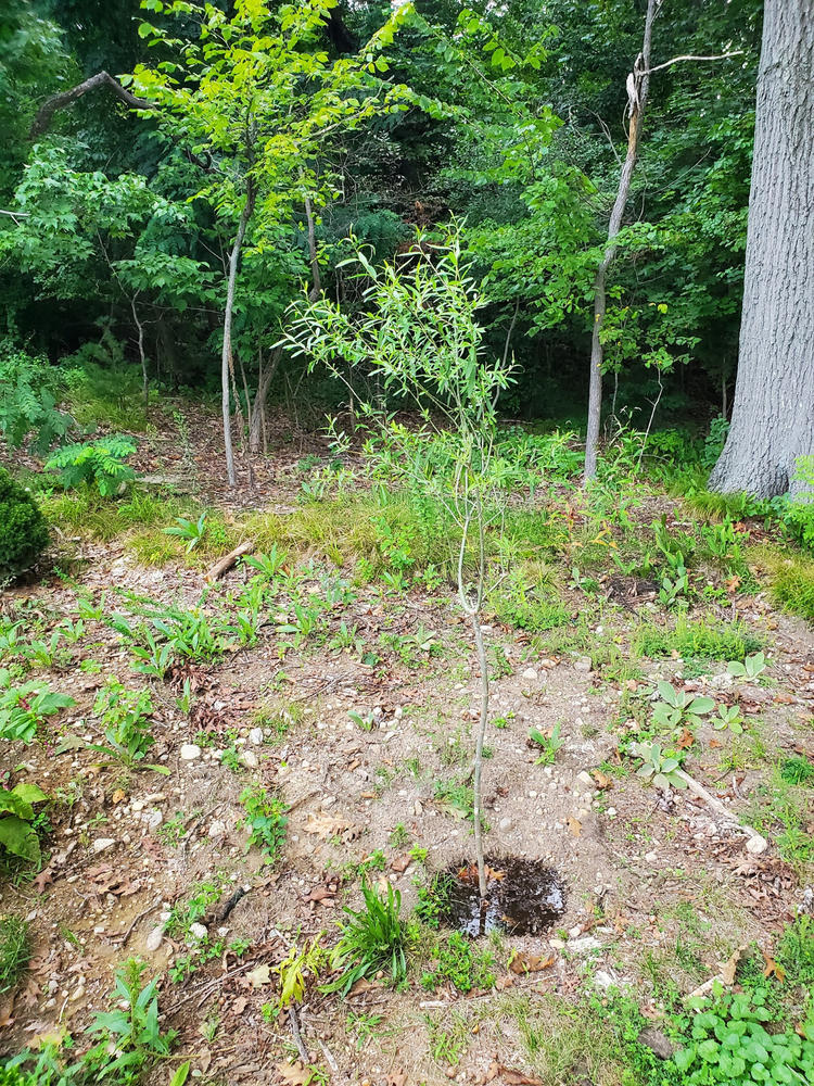 Weeping Willow Tree - Customer Photo From Kevin Shea