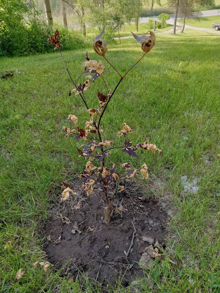 Semi Dwarf Japanese Maple Tree - Customer Photo From Gerald Ivey