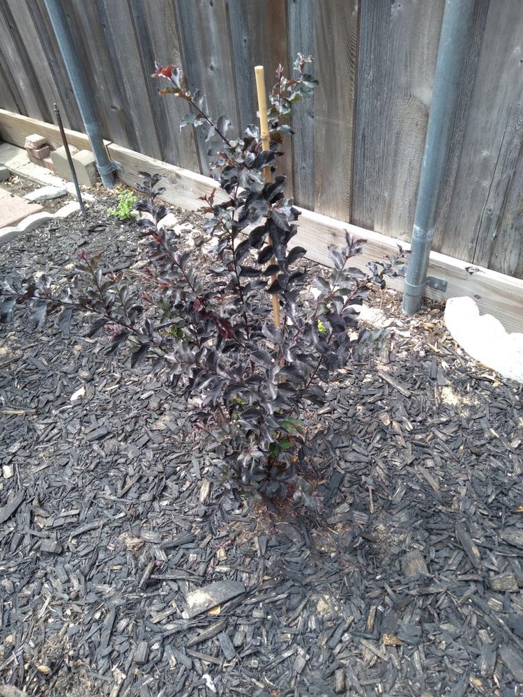 Black Diamond® Best Red™ Crape Myrtle Tree - Customer Photo From Anonymous