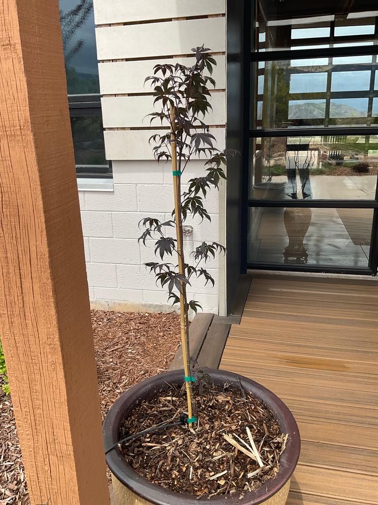 Bloodgood Japanese Maple Tree - Customer Photo From Lee