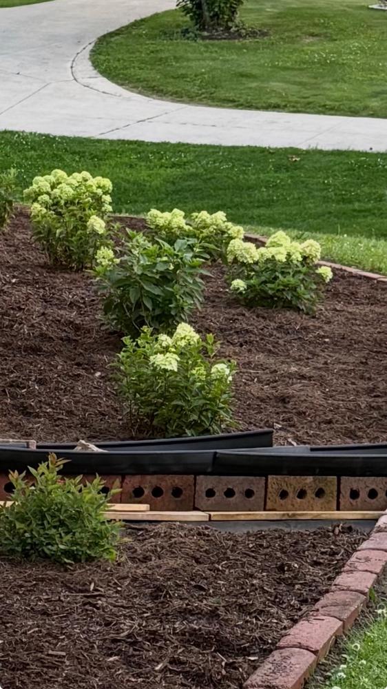 Little Lime® Hydrangea - Customer Photo From Tina M Brown