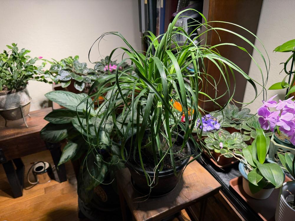 Ponytail Palm Tree - Customer Photo From Jeanne Dorle