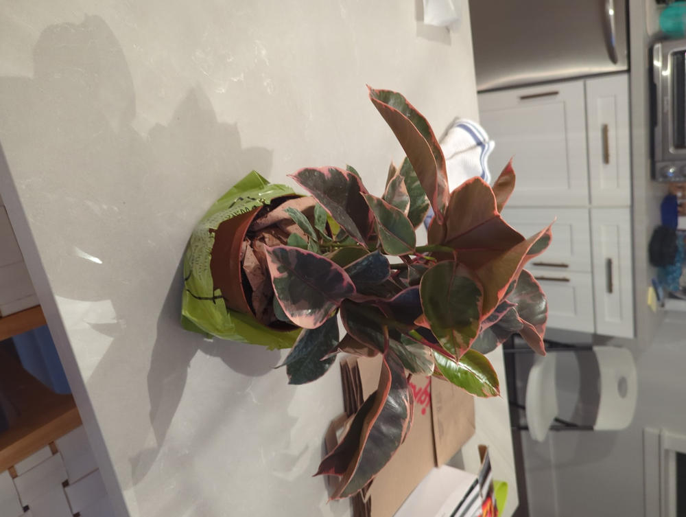 Ficus Elastica Ruby - Customer Photo From Anonymous