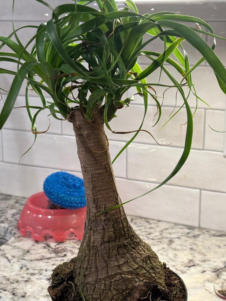 Root Boosting Slow Release Fertilizer - Customer Photo From Jheri Gleaton