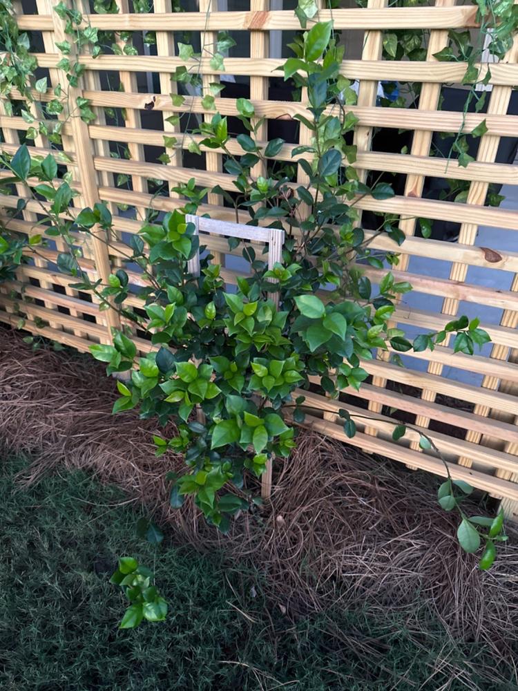 Root Boosting Slow Release Fertilizer - Customer Photo From Peggy Dillie