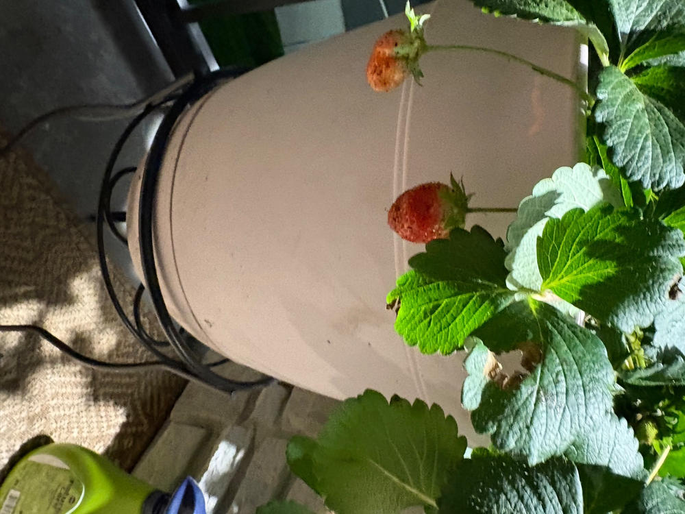 Blueberry Soil Mix - Customer Photo From Anonymous