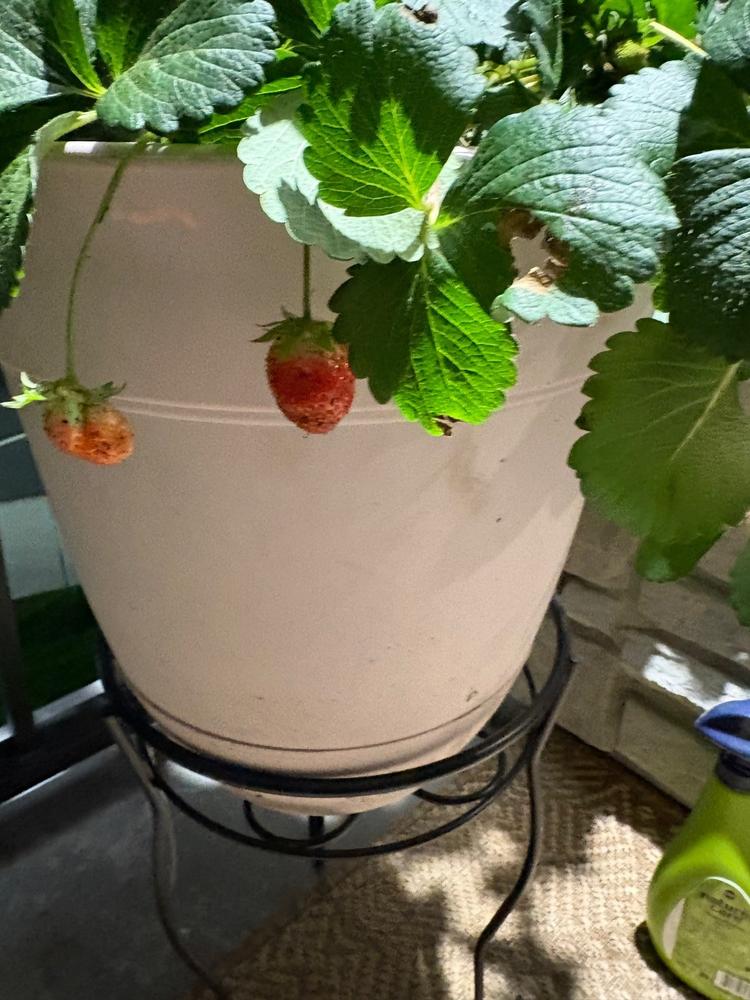 Blueberry Soil Mix - Customer Photo From Anonymous