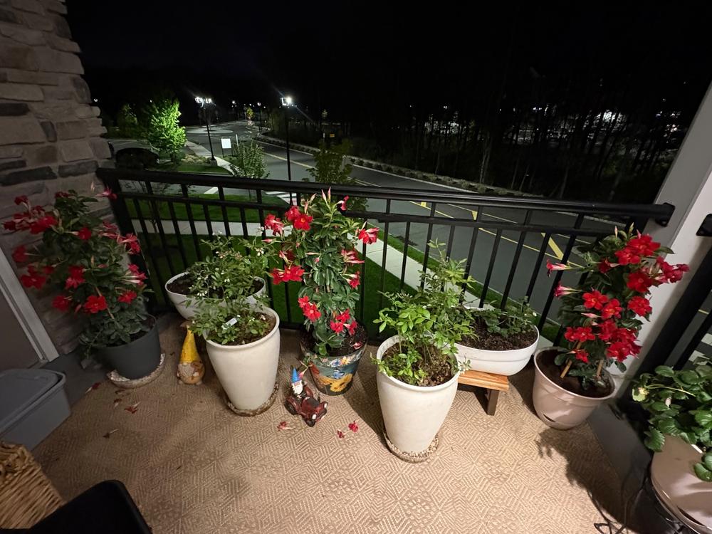 Blueberry Soil Mix - Customer Photo From Anonymous