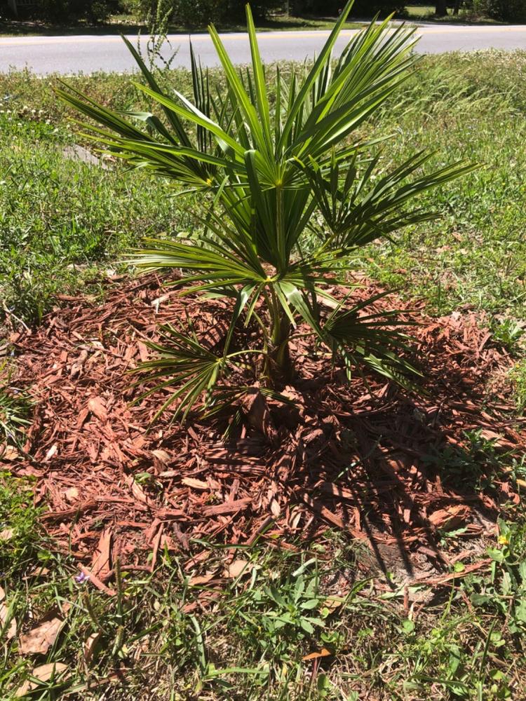 Treegator® Jr. Pro - Customer Photo From Anonymous