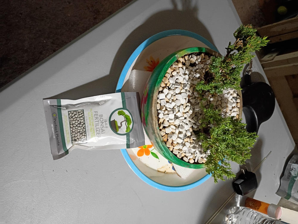 Bonsai Fertilizer Pellets - Customer Photo From SHANE MILLER