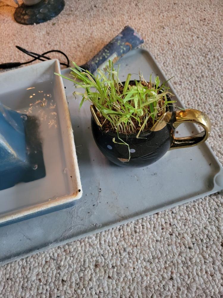 Organic Cat Grass Kit - Customer Photo From Bernadette Farrell