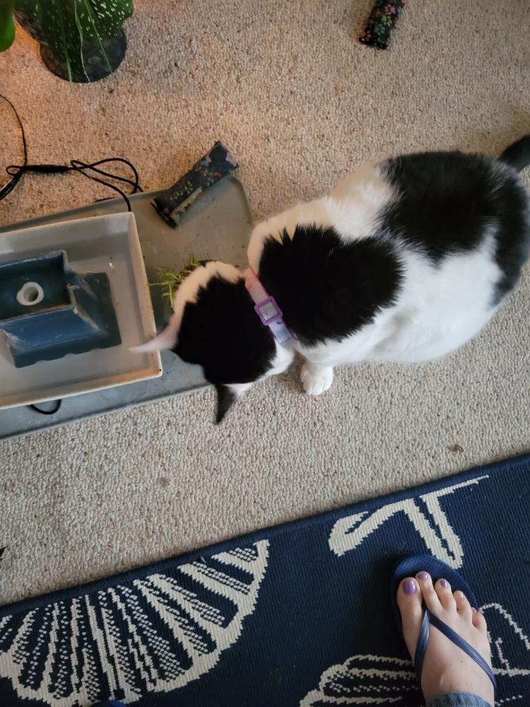 Organic Cat Grass Kit - Customer Photo From Bernadette Farrell
