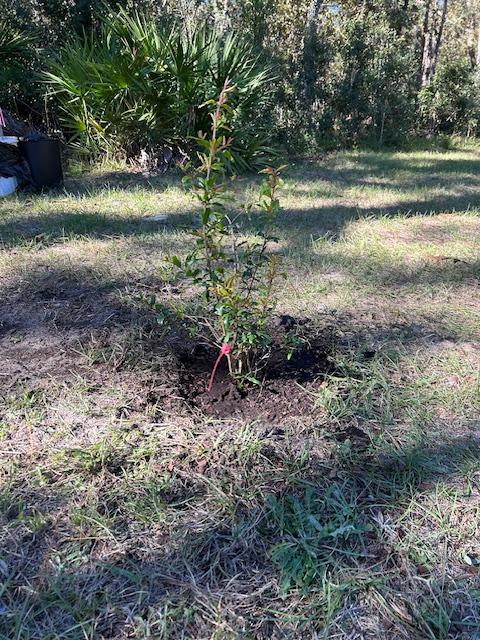 Meyer Lemon Tree - Customer Photo From Alex