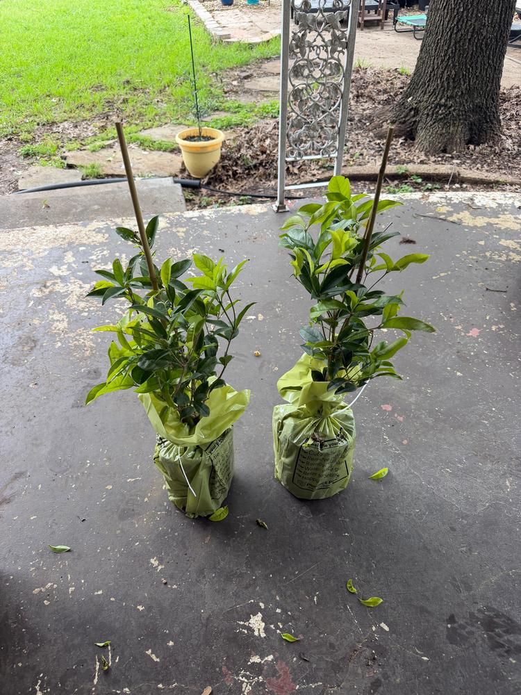 Meyer Lemon Tree - Customer Photo From Laura 