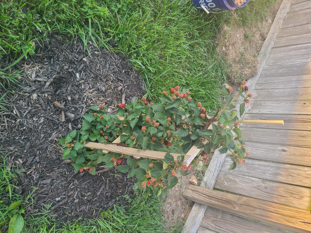 Apache Blackberry Bush - Customer Photo From Anonymous