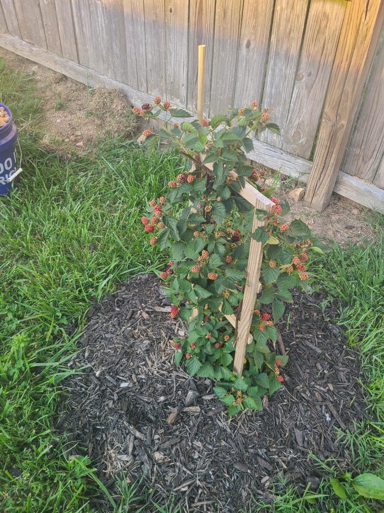 Apache Blackberry Bush - Customer Photo From Anonymous