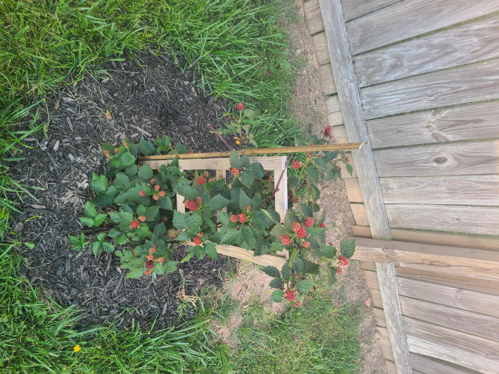 Apache Blackberry Bush - Customer Photo From Anonymous