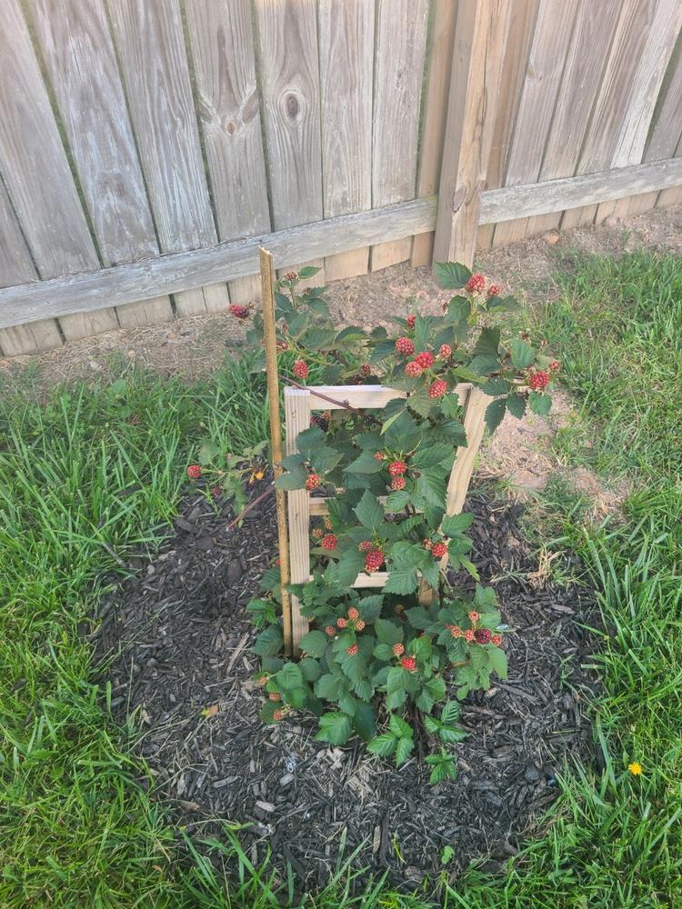 Apache Blackberry Bush - Customer Photo From Anonymous