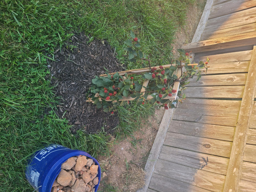 Apache Blackberry Bush - Customer Photo From Anonymous