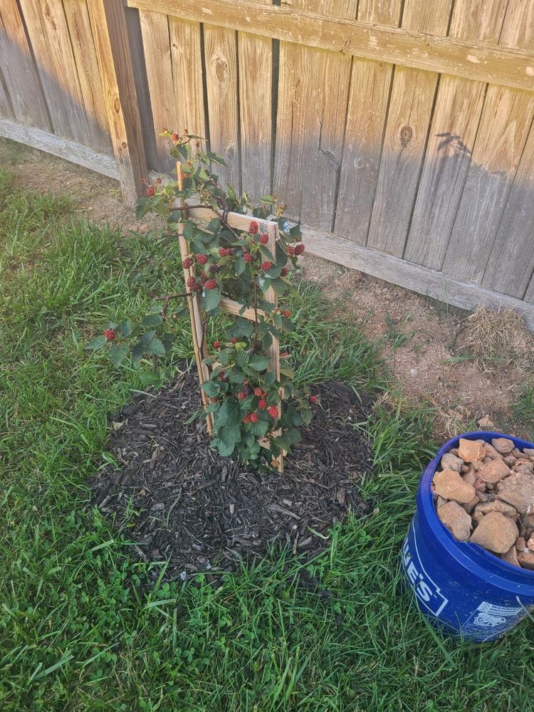 Apache Blackberry Bush - Customer Photo From Anonymous