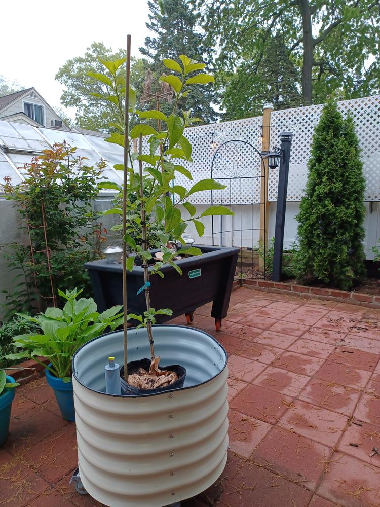 Ichi Ki Kei Jiro Persimmon Tree - Customer Photo From Yocasta 