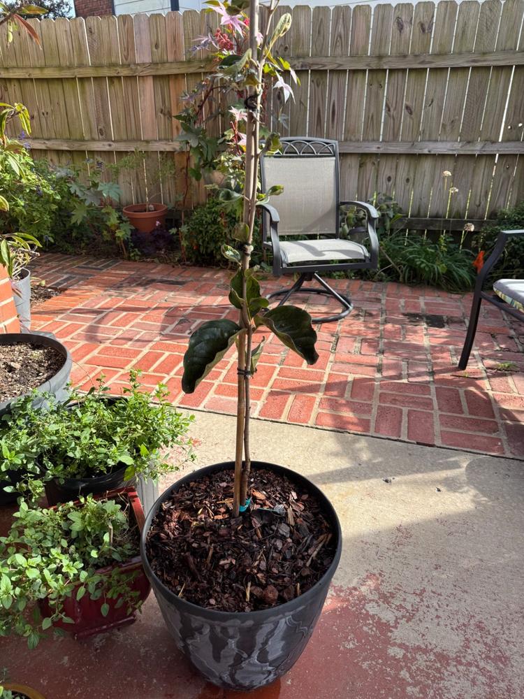 Ichi Ki Kei Jiro Persimmon Tree - Customer Photo From Anonymous
