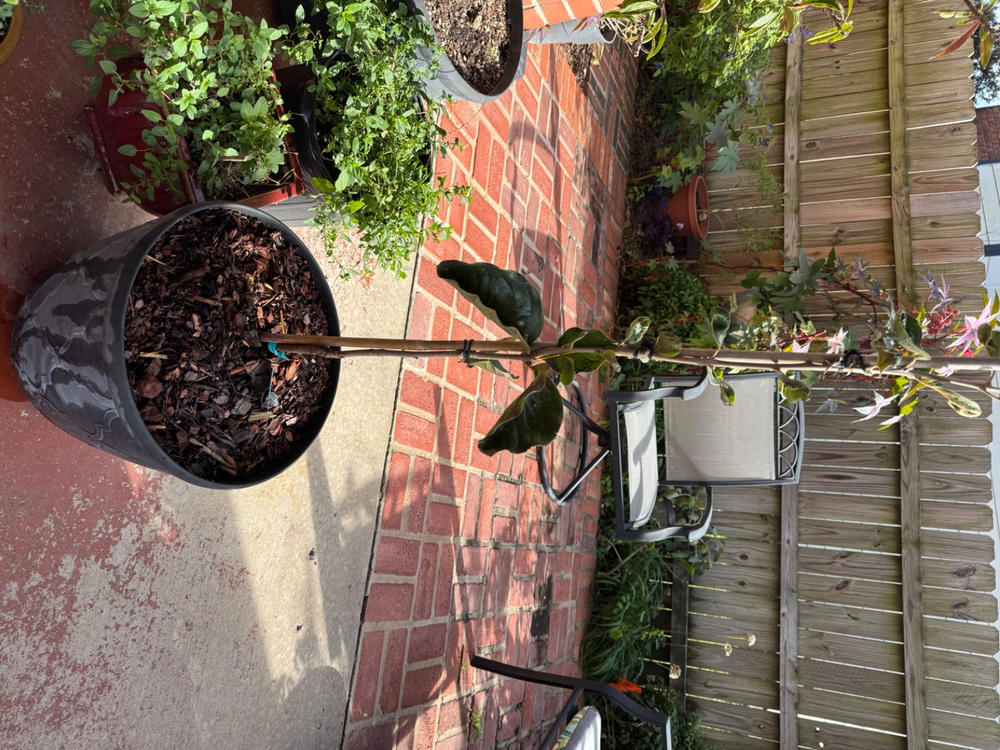 Ichi Ki Kei Jiro Persimmon Tree - Customer Photo From Anonymous