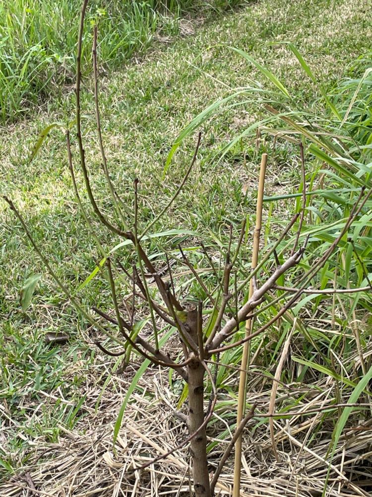 Sunraycer Nectarine Tree - Customer Photo From David Rudisill