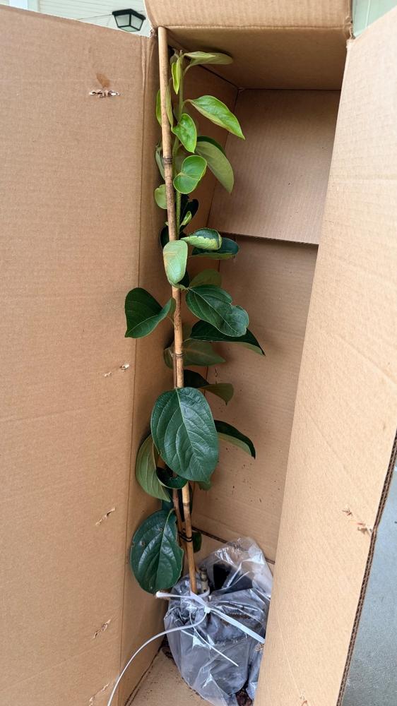 Hana Fuyu Persimmon Tree - Customer Photo From Tuyet McCullough