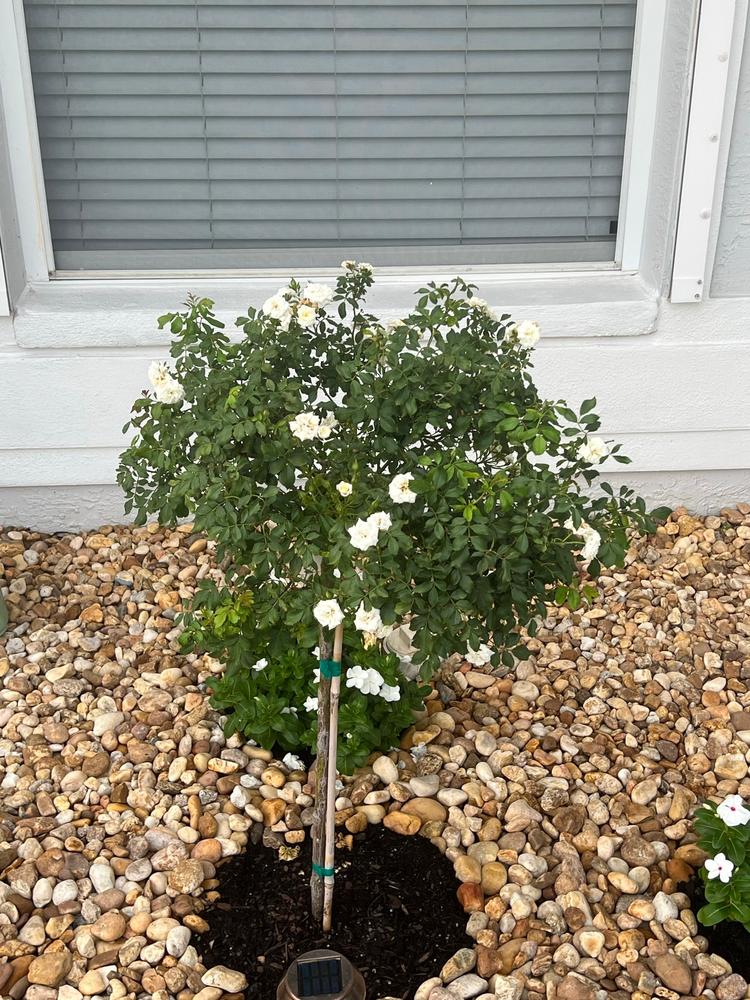 White Drift® Rose Tree - Customer Photo From Samantha 