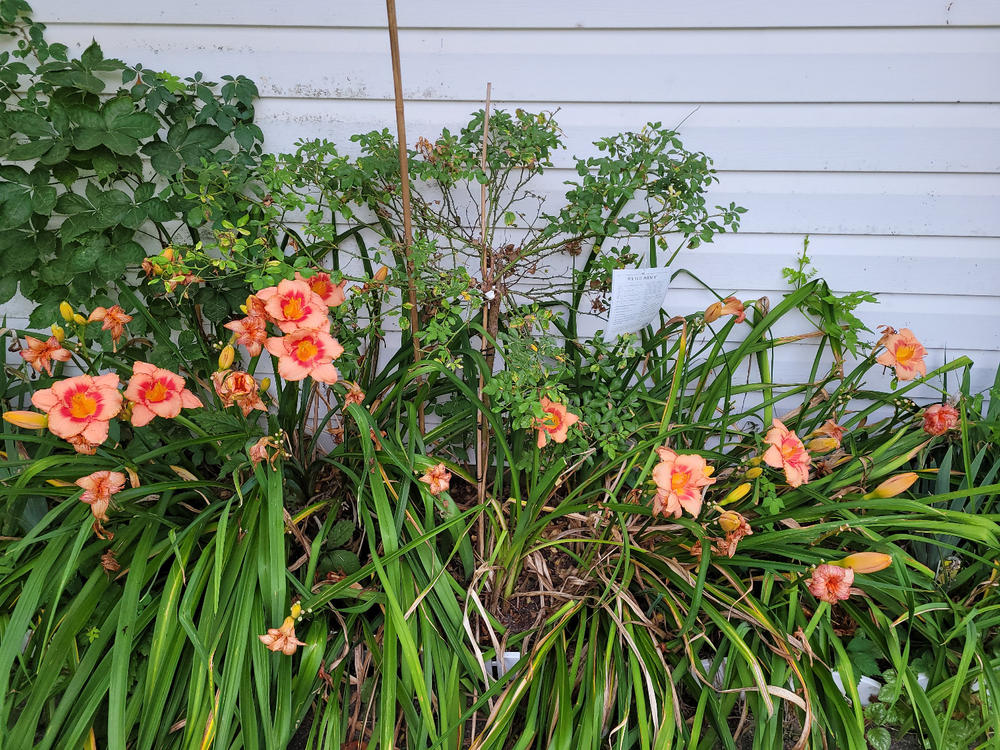 White Drift® Rose Tree - Customer Photo From Michael Bundy