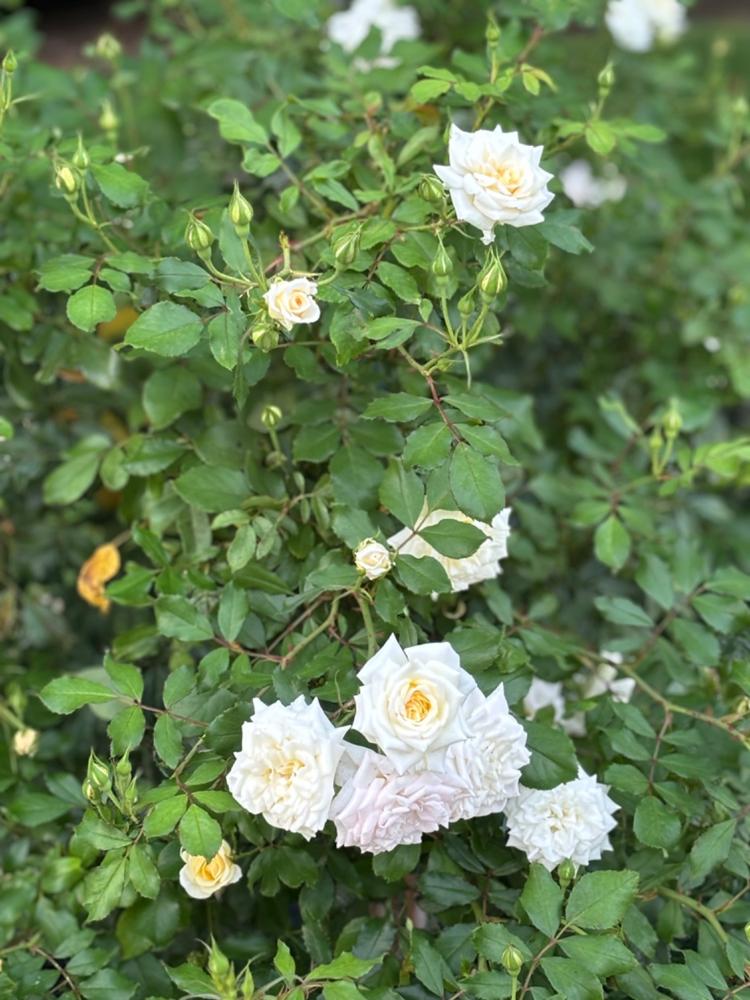 White Drift® Rose Tree - Customer Photo From Anonymous