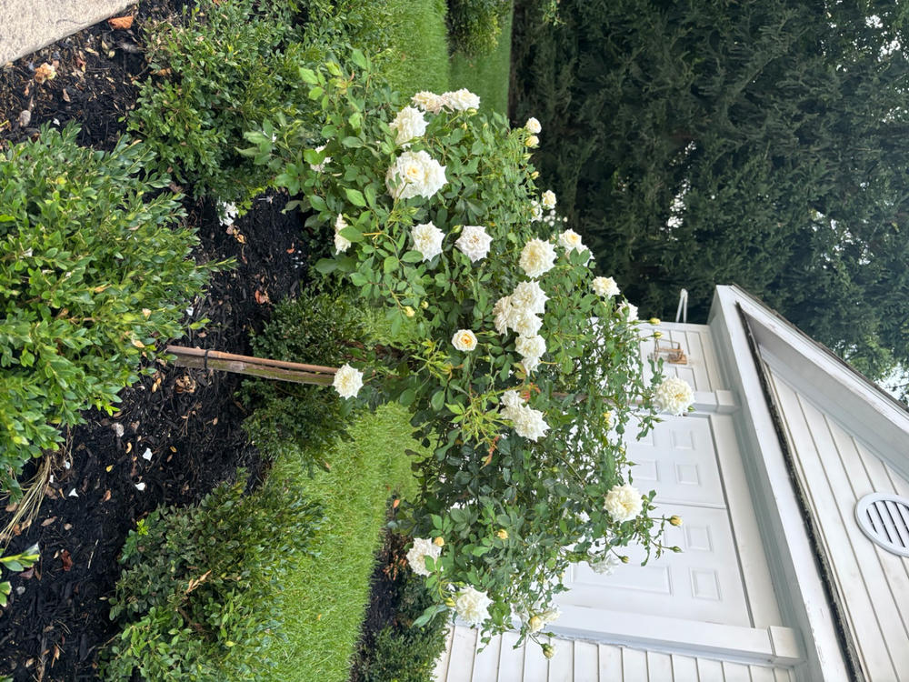 White Drift® Rose Tree - Customer Photo From Anonymous