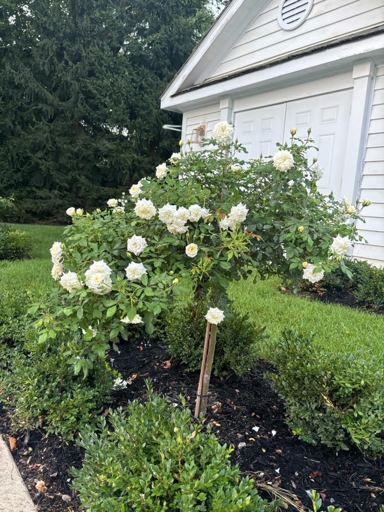 White Drift® Rose Tree - Customer Photo From Anonymous