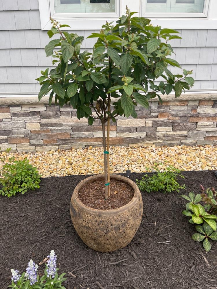 Pink Diamond® Hydrangea Tree - Customer Photo From Madeline Cox