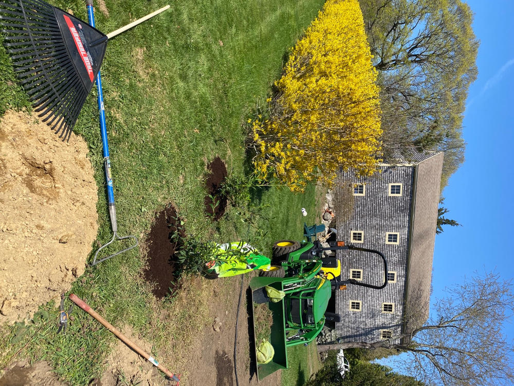 Lynwood Gold Forsythia Shrub - Customer Photo From Donald Mauch Sr