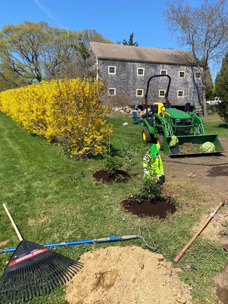 Lynwood Gold Forsythia Shrub - Customer Photo From Donald Mauch Sr