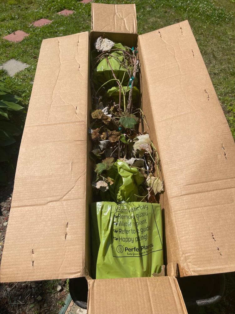 Purple Mars Grape Vine - Customer Photo From Peter Valaris