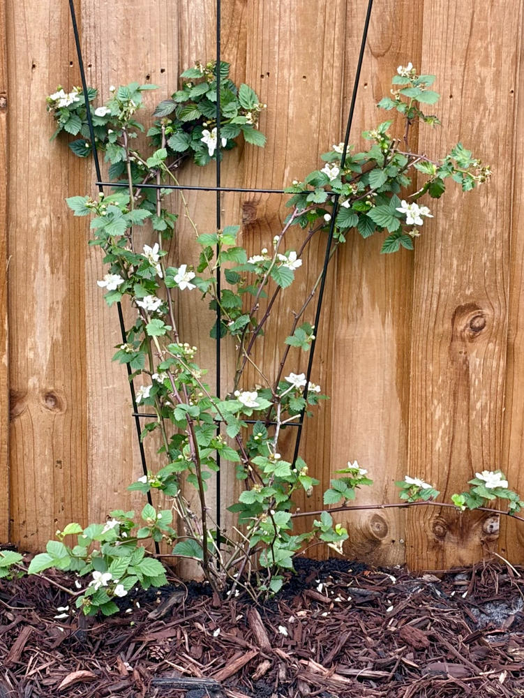 Thornless Triple Crown Blackberry Bush - Customer Photo From Amy Flynn Smith