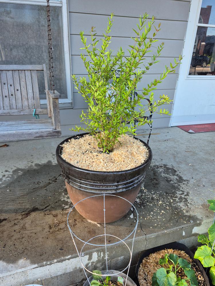 Cold Hardy Russian Pomegranate Tree - Customer Photo From Randy Skaggs