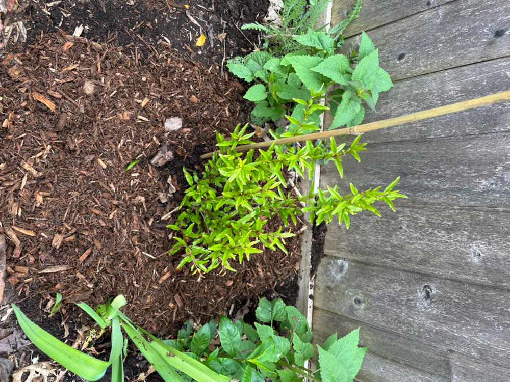 Cold Hardy Russian Pomegranate Tree - Customer Photo From anthony adams