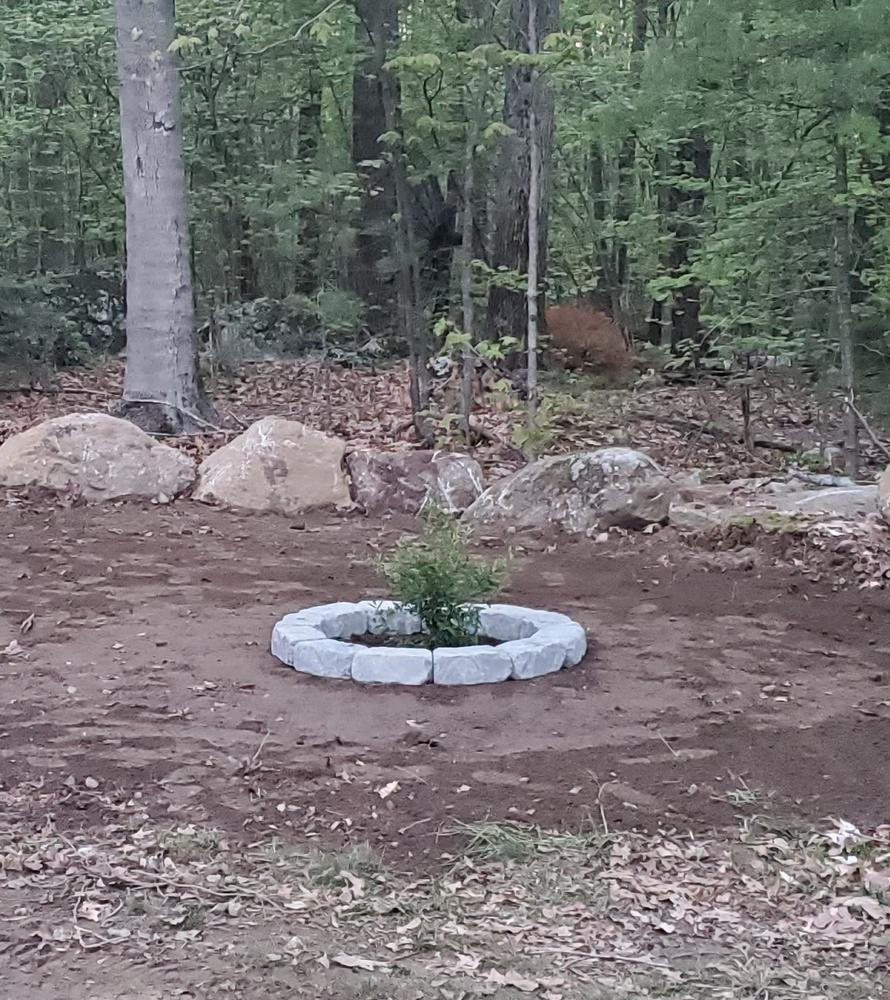 Cold Hardy Russian Pomegranate Tree - Customer Photo From Ben T.