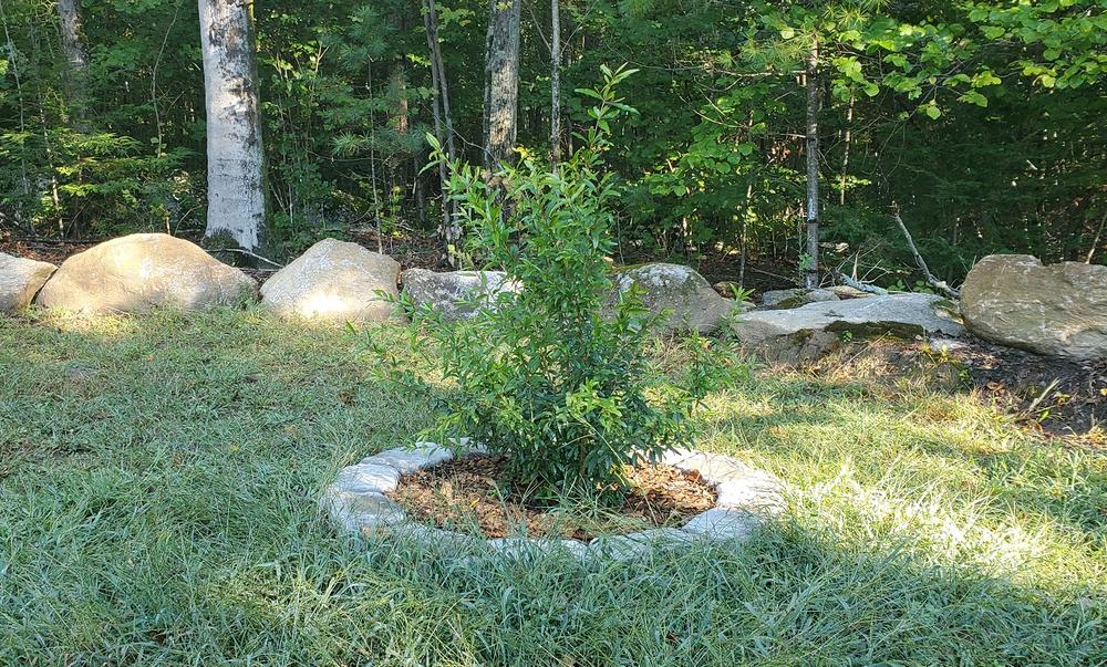 Cold Hardy Russian Pomegranate Tree - Customer Photo From Ben T.