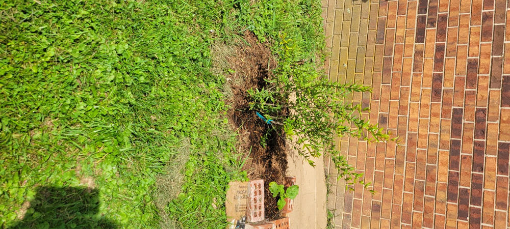 Cold Hardy Russian Pomegranate Tree - Customer Photo From Stephanie Browning